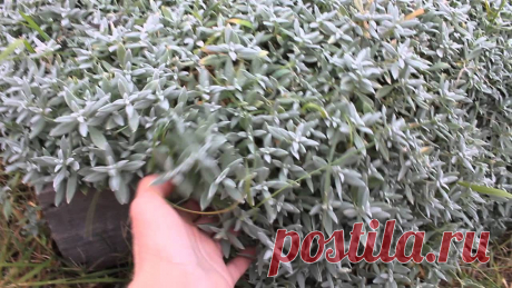 Ясколка: роскошный цветок для рокария
Ясколка (Cerastium) или церастиум травянистое растение семейства Гвоздичные. Род насчитывает около 100 видов, распространенных в умеренных районах Европы, Азии и Северной Америке. Большинство из них …