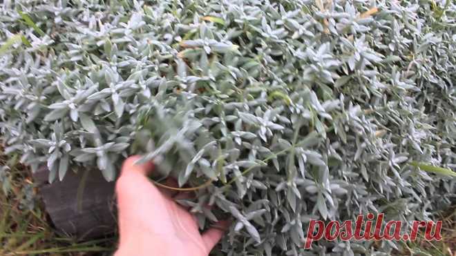 Ясколка: роскошный цветок для рокария 
Ясколка (Cerastium) или церастиум травянистое растение семейства Гвоздичные. Род насчитывает около 100 видов, распространенных в умеренных районах Европы, Азии и Северной Америке. Большинство из них …