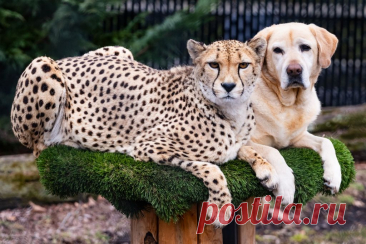 FaktoDrom.com | Познавательная энциклопедия фактов