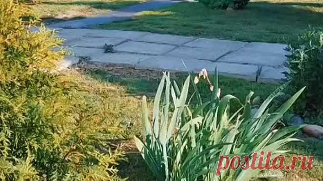 Настоящий цыганский танец. Красота 👏👏👏