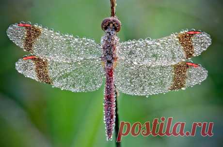 Насекомые в каплях росы / Путешествия / Моя Планета
