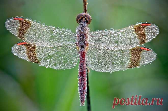 Насекомые в каплях росы / Путешествия / Моя Планета