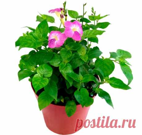 Цветущее растение асистасия