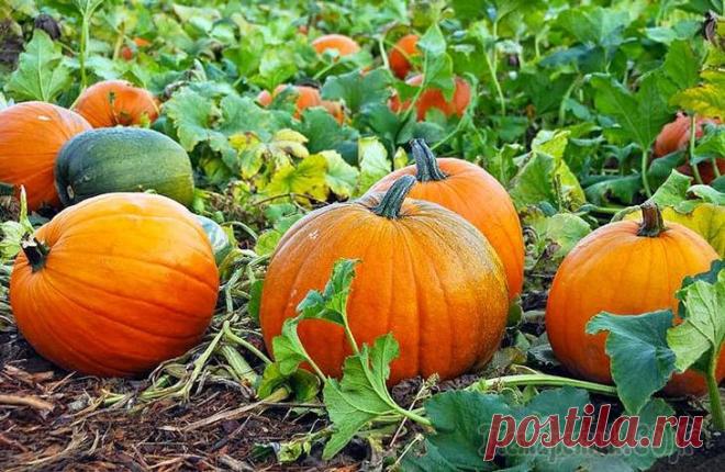 Полезно знать, как и когда убирают тыкву разных сроков зрелости