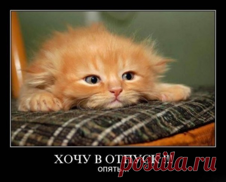 ЛЕТО. ЦИТАТЫ, СТАТУСЫ, ВЫСКАЗЫВАНИЯ ПРО ЛЕТО, ОТДЫХ, ОТПУСК. ЮМОР. - СЧАСТЬЕ ЕСТЬ! Психология. Философия. Мудрость. Книги.