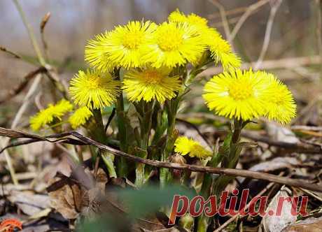 Мать-и-мачеха - лечебные свойства, применение, рецепты