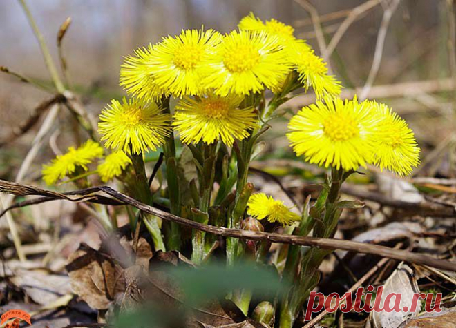 Мать-и-мачеха - лечебные свойства, применение, рецепты