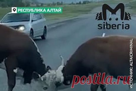 На Алтае быки устроили битву за любовь