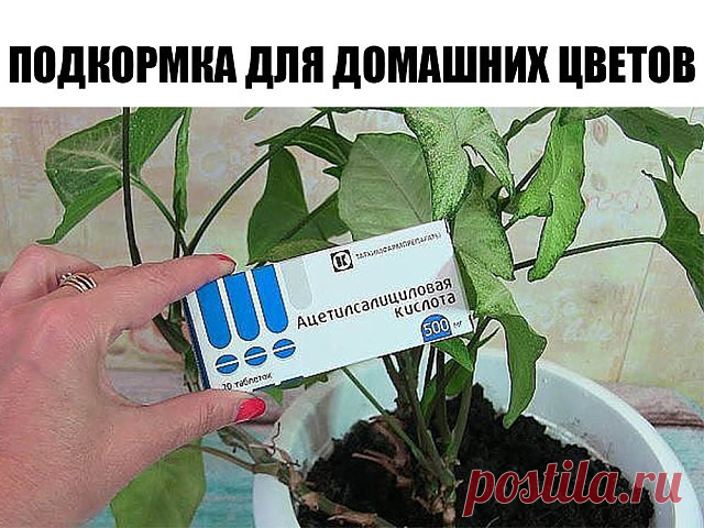 ИНТЕРЕСНАЯ ПОДКОРМКА ДЛЯ ДОМАШНИХ ЦВЕТОВ  

Глюкозу и витамин В1 используют для удобрения особо ценных комнатных и кадочных растений. На 5 литров воды нужно 5 мл глюкозы и 2 мл витамина В1. 

Пять-шесть поливов с интервалом в 2 недели, и ваши растения отблагодарят мощным ростом и обильным цветением.