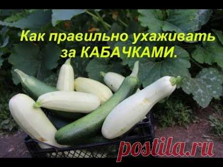 ▶ Как правильно ухаживать за КАБАЧКАМИ. - YouTube