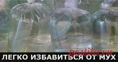 как можно избавиться от мух (Интернет)