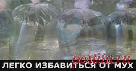 как можно избавиться от мух (Интернет)