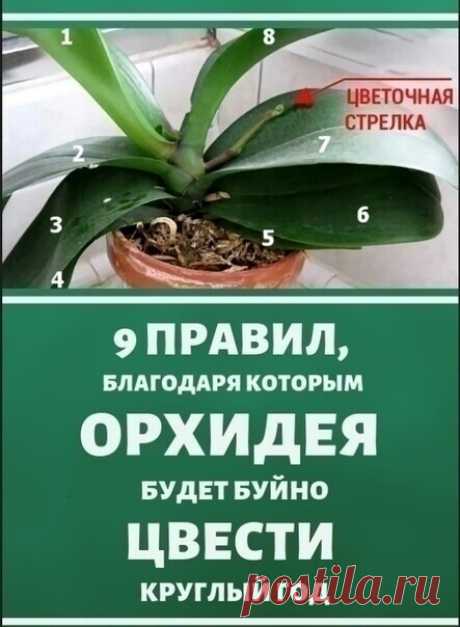 9 правил, благодаря которым орхидея будет буйно цвести круглый год. И всё исключительно своими руками.

Орхидея нравится многим цветоводам, которые вовсе не против украсить собственный дом этим прекрасным растением. Однако украшением цветок станет только, если заставить его повторно зацвести — а это уже задачка непростая, требующая соблюдения целого ряда условий, присутствия определенных внешних факторов и обеспечения надлежащего ухода. В противном случае цветения не будет...