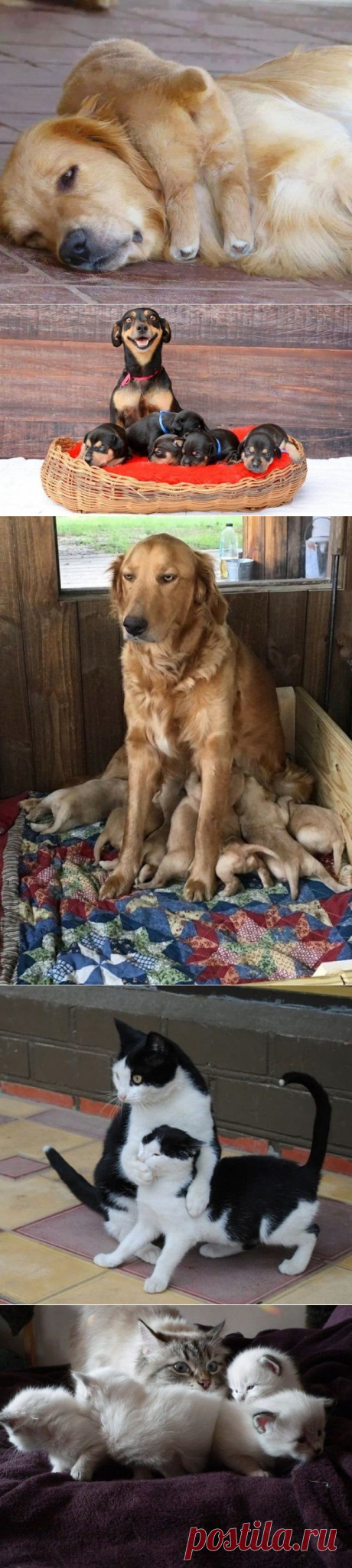 Животные, которым тоже тяжело быть родителями / Питомцы