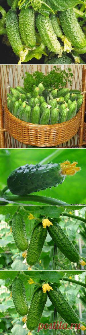 Огуречные секреты для хорошего урожая - Удобрения Подкормка - Каталог статей - Садовник
