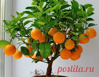 Как вырастить мандарин из косточки в домашних условиях