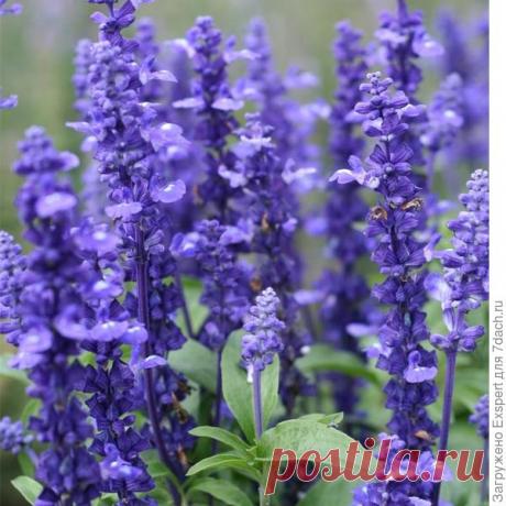 Сальвия (шалфей): виды, посадка, размножение, уход