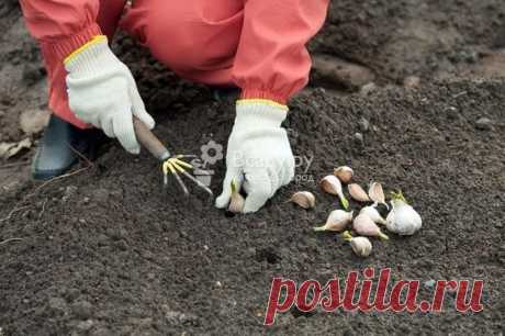 Когда и как посадить озимый чеснок под зиму