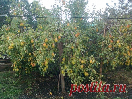 Сорт груши Талгарская красавица