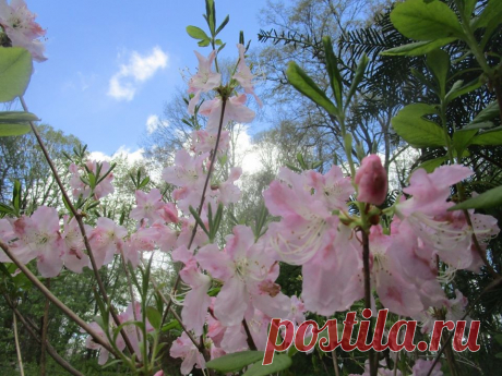 Рододендрон Шлиппенбаха (Rhododendron schlippenbachii) - СадДуши (Ботаническийсад ТвГУ) Тверь - 10.05.2020.  |  Онлайн праздник Бал тюльпанов