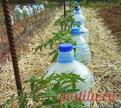 Простой способ саморегулируемого полива при помощи пластиковых бутылок | vparnike.ru