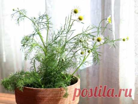 Ромашка аптечная (Chamomilla recutita L., Matricaria recutita L.)