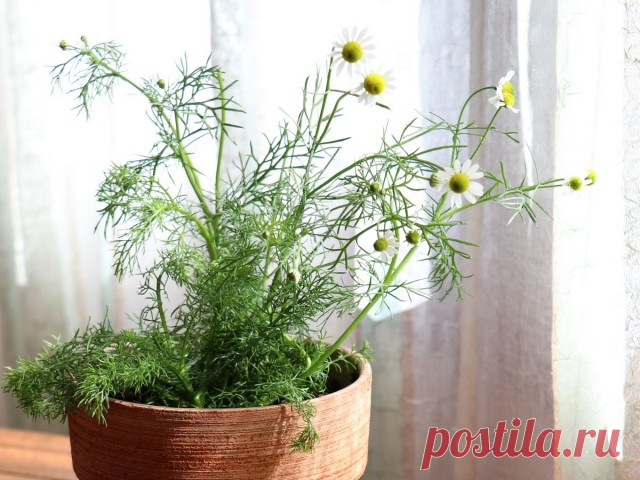 Ромашка аптечная (Chamomilla recutita L., Matricaria recutita L.)