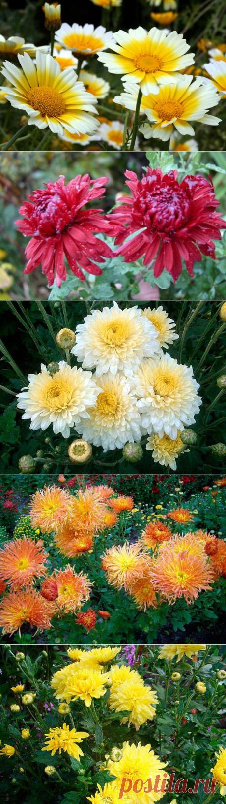 У нас тоже хризантемы! | Самоцветик