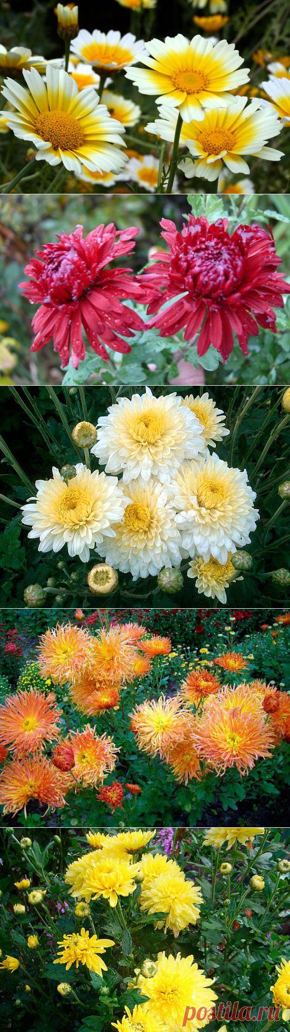 У нас тоже хризантемы! | Самоцветик