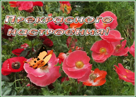 Открытка прекрасного настроения с алыми маками