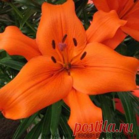 Лилия Кампече