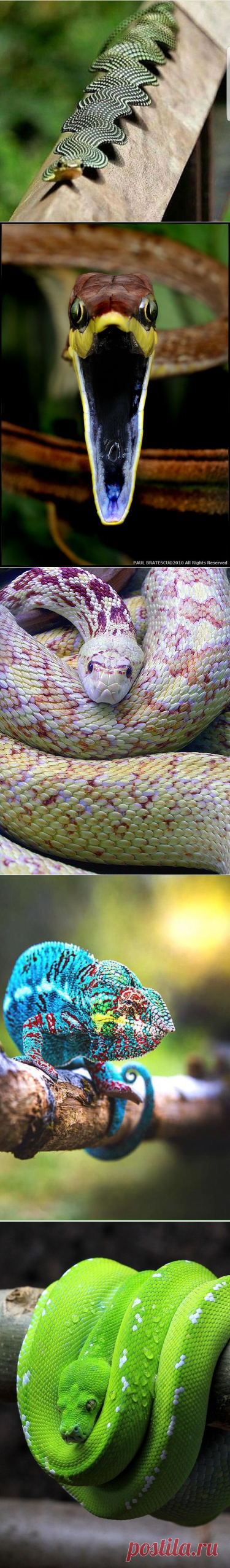 (78) Pinterest