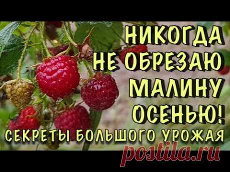 СЕНТЯБРЬ, а ВСЁ В ЯГОДАХ! Ремонтантная малина. СЕКРЕТЫ обрезки и ОБИЛЬНОГО урожая ДАЖЕ ОСЕНЬЮ