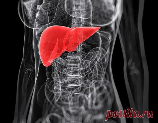 Золотые правила: Как ухаживать за своей печенью