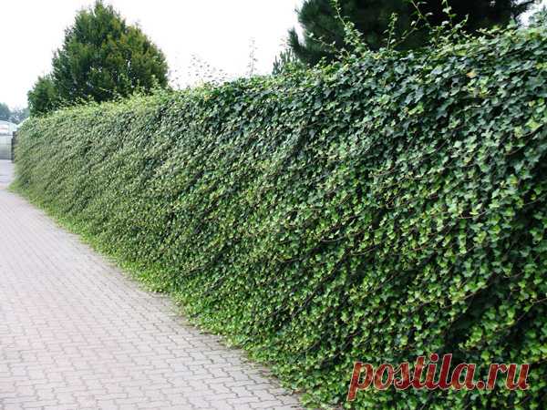 Плющ садовый: виды, фото, посадка и уход