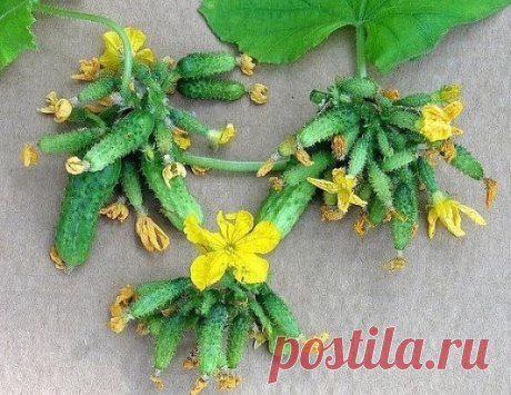 ВЫГОДНЫЕ ОГУРЦЫ
Как-то ко мне в огород заглянула соседка и удивилась: ”Какие у тебя огурцы - прямо пучками растут! Чем ты их кормишь?” Я стала ей объяснять, что сорт особый купила - пучкового типа. Оказывается, она о таком даже не слышала. Сама много лет выращивает Изящный и Зозулю. Специально для моей соседки и других садоводов подробная информация о пучковых огурцах. 
Чем они отличаются? 
20-25 лет назад в теплицах и парниках сажали в основном среднеплодные гибриды (F1 Зозуля, F1 Апрельский