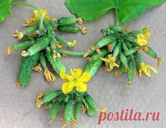 ВЫГОДНЫЕ ОГУРЦЫ
Как-то ко мне в огород заглянула соседка и удивилась: ”Какие у тебя огурцы - прямо пучками растут! Чем ты их кормишь?” Я стала ей объяснять, что сорт особый купила - пучкового типа. Оказывается, она о таком даже не слышала. Сама много лет выращивает Изящный и Зозулю. Специально для моей соседки и других садоводов подробная информация о пучковых огурцах. 
Чем они отличаются? 
20-25 лет назад в теплицах и парниках сажали в основном среднеплодные гибриды (F1 Зозуля, F1 Апрельский