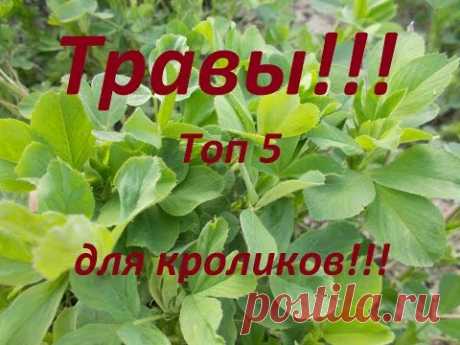 Какие травы любят кролики ??? Мой, рейтинг (ТОП5) ,луговых трав для кроликов!!!