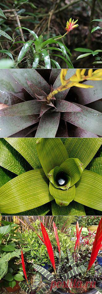 Любителям бромелиевых! Вриезия : уход, пересадка, размножение, вредители, виды (продолжение)