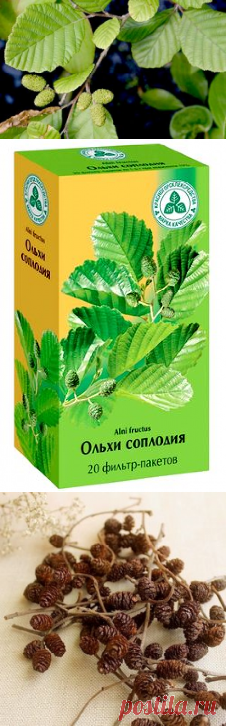 Ольха - лечебные свойства, применение в народной медицине.