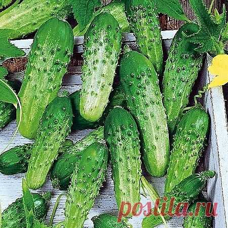 🥒ЭТИ СЕКРЕТЫ ПОЗВОЛЯТ ВАМ ПОЛУЧИТЬ ВТОРОЙ УРОЖАЙ ОГУРЦОВ🥒

 Начало июля отлично подходит для повторных посевов огурцов тогда свежие зеленцы будут подходить до самого конца сезона. Однако сейчас посадка и уход за растениями имеют некоторые особенности. ☝️ Их важно учесть, иначе урожаи будут далеки от идеальных:
🏵 Прежде всего, выбирайте холодо- и стрессоустойчивые раннеспелые гибриды. Например, Гектор F1 или Кибрия F1. Сортовые огурцы в этом плане несколько капризнее.
🏵...