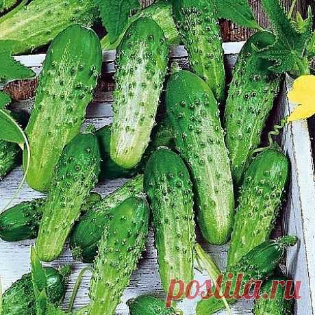 🥒ЭТИ СЕКРЕТЫ ПОЗВОЛЯТ ВАМ ПОЛУЧИТЬ ВТОРОЙ УРОЖАЙ ОГУРЦОВ🥒

 Начало июля отлично подходит для повторных посевов огурцов тогда свежие зеленцы будут подходить до самого конца сезона. Однако сейчас посадка и уход за растениями имеют некоторые особенности. ☝️ Их важно учесть, иначе урожаи будут далеки от идеальных:
🏵 Прежде всего, выбирайте холодо- и стрессоустойчивые раннеспелые гибриды. Например, Гектор F1 или Кибрия F1. Сортовые огурцы в этом плане несколько капризнее.
🏵...