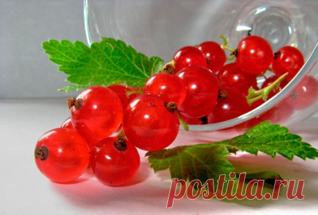 Красная смородина
