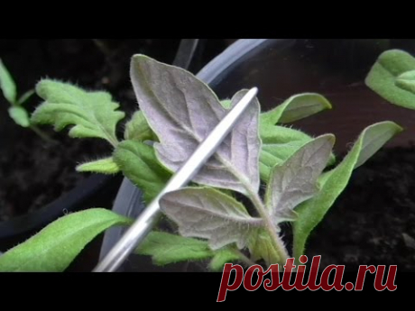 Рассада стала красновато фиолетового оттенка. Что делать? Сезон 2017. - YouTube