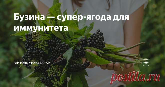 Как бузина «прокачивает» иммунитет и где найти эту ягоду По некоторым данным, ТОП-5 компонентов, которые должны входить в витаминные комплексы для укрепления иммунитета, мог бы возглавить экстракт бузины. В Америке, например, препараты с бузиной побили все рекорды по продажам. Американские специалисты установили, что экстракты и настои из чёрной бузины уменьшают тяжесть и длительность течения гриппа. Их израильские коллеги утверждают, что продолжительность заболевания сокр...