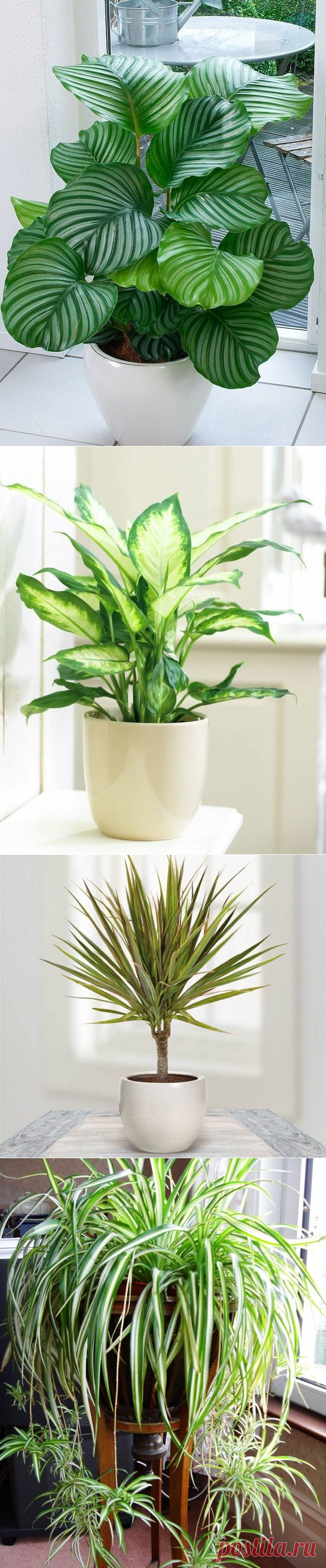 Домашние растения, которые могут выжить даже в самом темном углу / Все для женщины