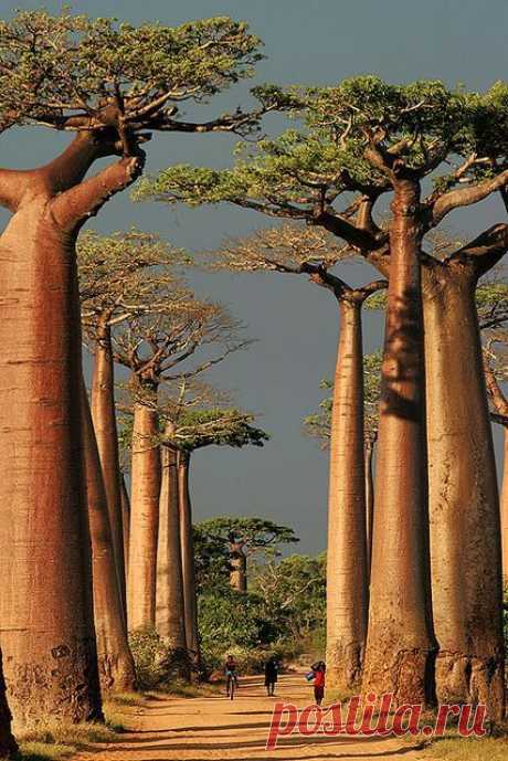 our-amazing-world:
“Baobab Alley, Morond Amazing World beautiful amazing
”