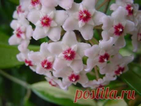 УХОД ЗА ХОЙЕЙ В ДОМАШНИХ УСЛОВИЯХ