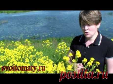 Сурепка – лекарственные свойства и применение - YouTube