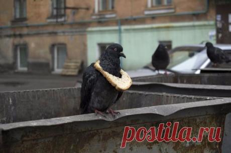 Символ достатка у голубей?